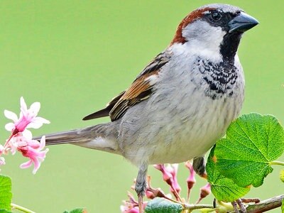 Stunde Der Gartenvogel 2019 Die Bilanz Ndr De Ratgeber Garten