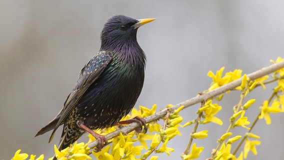 Star sitzt auf einem blühenden Forsythien-Zweig. © picture alliance / blickwinkel/M. Kuehn Foto: M. Kuehn