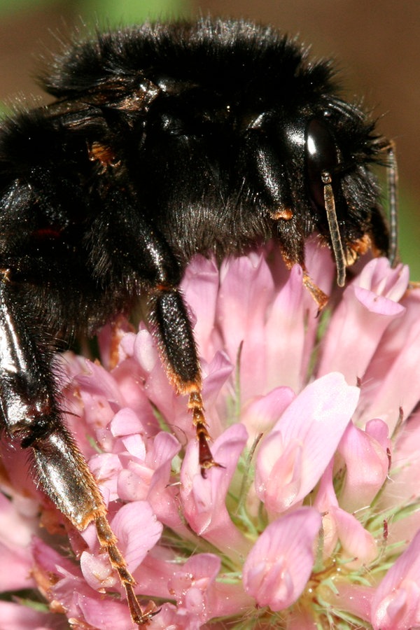 Häufige heimische Insekten erkennen | NDR.de - Ratgeber - Garten
