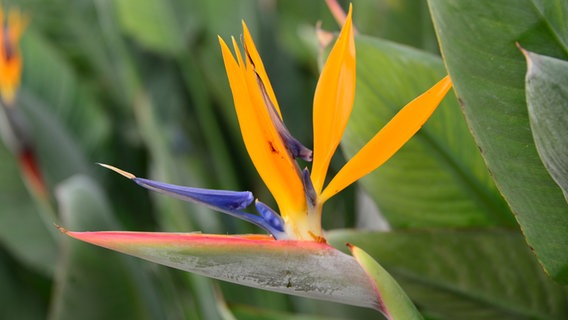 Blühende Strelitzie © fotolia Foto: Ernesto Rosé