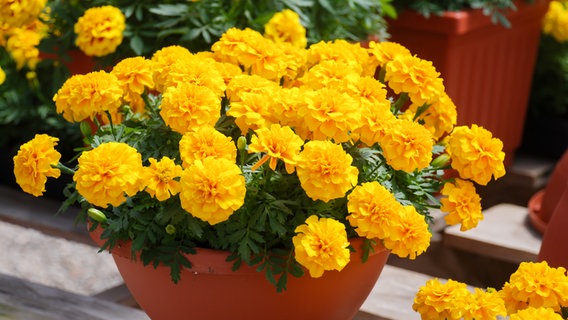 Yellow flowering marigolds in a planter.  © colourbox photo: Yui Yuize