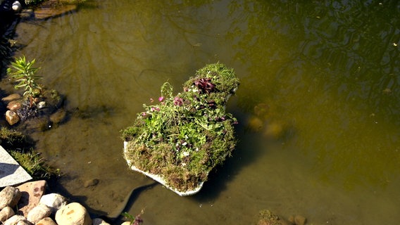 Eine bepflanzte Insel schwimmt auf einem Teich. © NDR Foto: Udo Tanke