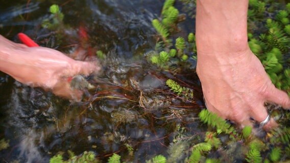 Rückschnitt von Wasserpflanzen © NDR Foto: Udo Tanske