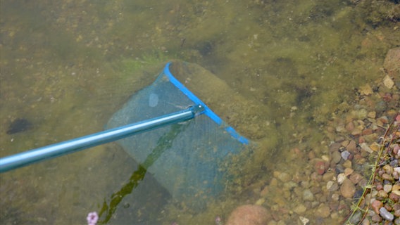 Algen werden aus einem Teich gekeschert. © NDR Foto: Udo Tanske