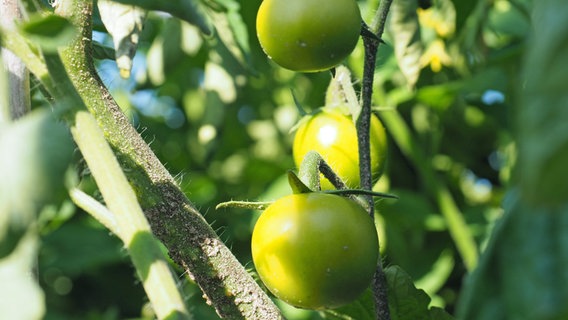 Drei grüne Tomaten wachsen am Strauch in einem Gemüsegarten. © NDR Foto: Anja Deuble