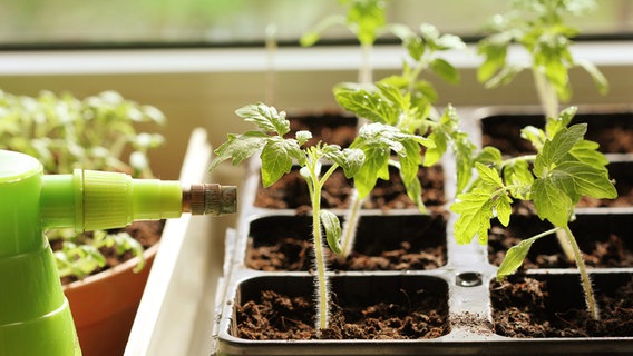 Young tomato plants in a seed tray © PantherMedia Photo: vaivirga