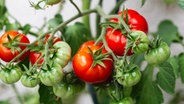 Rote und grüne Tomaten am Strauch. © Colourbox Foto: Nataliia Zhekova