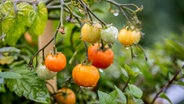 Tomatenpflanze © NDR Foto: Udo Tanske