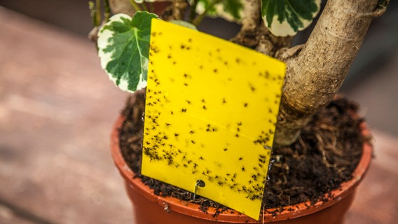 An einer Gelbtafel haften Trauermücken  Foto: Udo Tanske