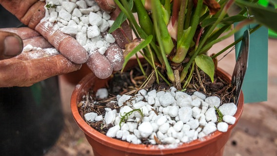 Diese Hausmittel Helfen Bei Trauermucken Ndr De Ratgeber Garten Schadlinge