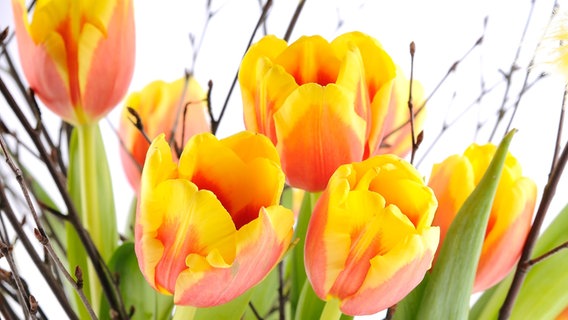 Orangefarbene Tulpen und Zweige in einer Vase © Colourbox Foto: -