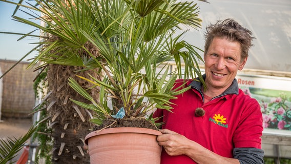 Palmen Im Fruhling Umtopfen Ndr De Ratgeber Garten Zimmerpflanzen