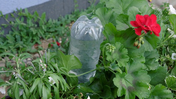Eine umgedrehte und aufgebohrte Flasche in einem Blumenkasten © NDR Foto: Udo Tanske