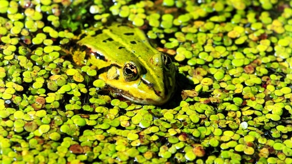 Ein Frosch ligt zwischen Wasserlinsen aus einem Teich hervor © imago images Foto: blickwinkel