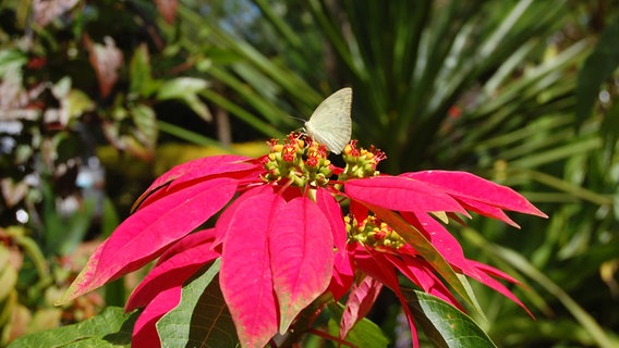Ein Schmetterling sitzt auf einem blühenden Weihnachtsstern in einem tropischen Garten. © NDR Foto: Kathrin Weber