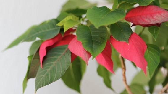 Rot-grüne Blätter des Weihnachtssterns im Detail. © NDR / Foto: Anja Deuble