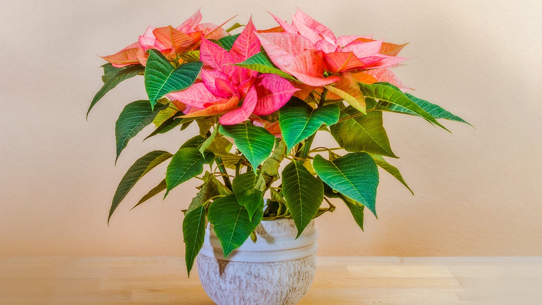 Poinsettia losing leaves: what helps?  |  NDR.de – Directory – Garden