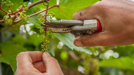 Weinpflanze wird mit einer Schere gekürzt.  Foto: Udo Tanske