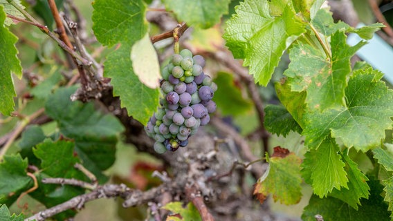Trauben einer Weinpflanze © NDR Foto: NDR