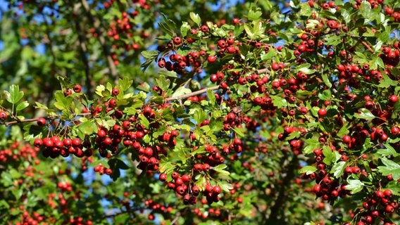 Zweige des Weißdorns mit roten Beeren © Fotolia Foto: Andrea Wilhelm