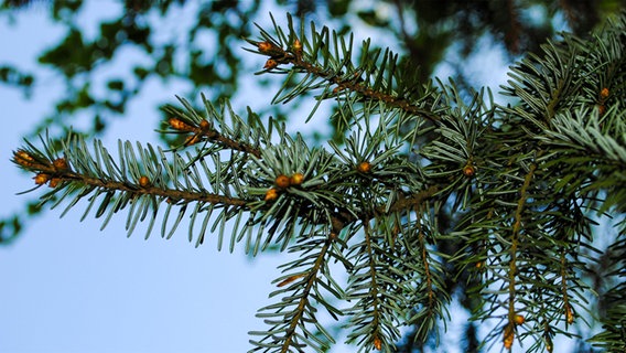 Baum Mit Weißer Rinde Name