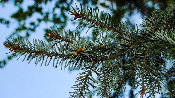 Zweig der Weißtanne © Fotolia.com Foto: tsach