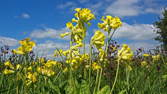 Die gelben Blüten einer Wiesen-Schlüsselblume © Loki Schmidt Stiftung 