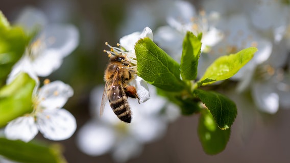 Biene sammelt Nektar an einer Obstbaumblüte © Colourbox Foto: Jürgen Brochmann