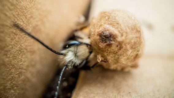 Eine Biene schlüpft aus einem Kokon. © NDR 