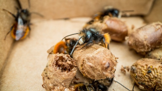 Bienen schlüpfen aus ihrem Kokon. © NDR 