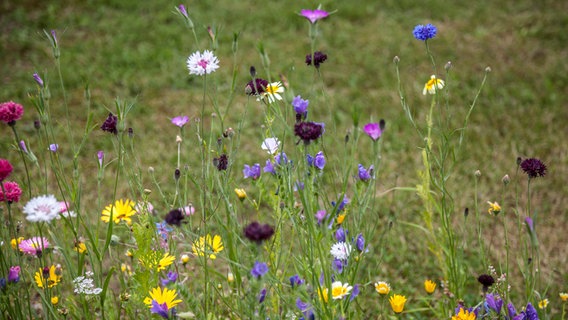 bunt blühende Wildblumen © NDR Foto: Udo Tanske