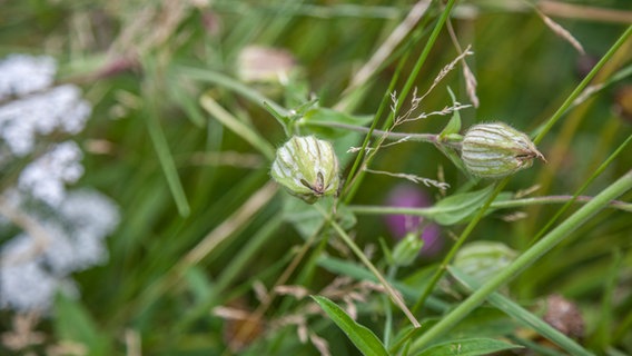 Samenkapseln an einer Wildblume © NDR Foto: Udo Tanske