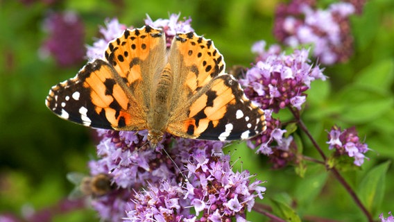 Ein Schmetterling sitzt auf Dost-Blüten. Die Pflanze ist auch als Wilder Majoran bekannt. © Picture-Alliance / Wildlife 