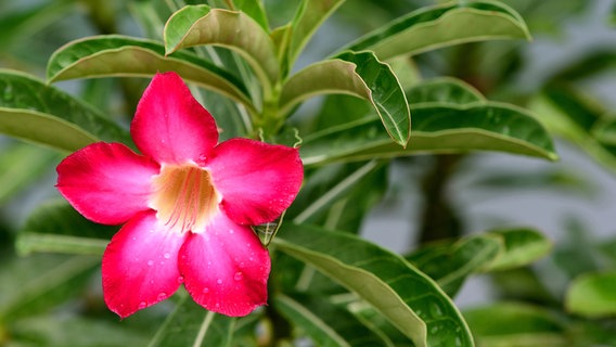 Pinkfarbene Wüstenrose © fotolia Foto: pichaitun