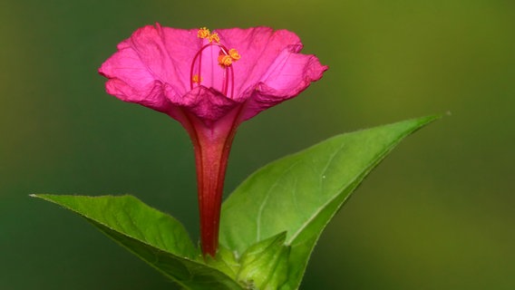 Wunderblume © panthermedia Foto: Herbert_R