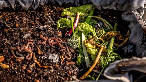 Gemüsereste in einer Wurmbox © NDR Foto: Udo Tanske