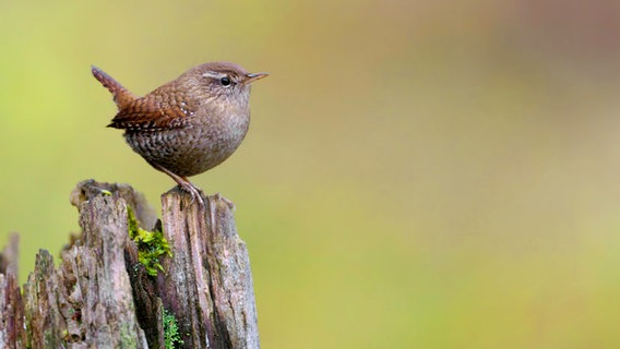 Heimische Gartenvogel Bilder Haufig Vorkommender Arten Ndr De Ratgeber Garten