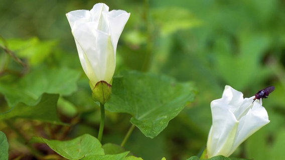 Weiße Blüten der Echten Zaunwinde © imago images / blickwinkel 