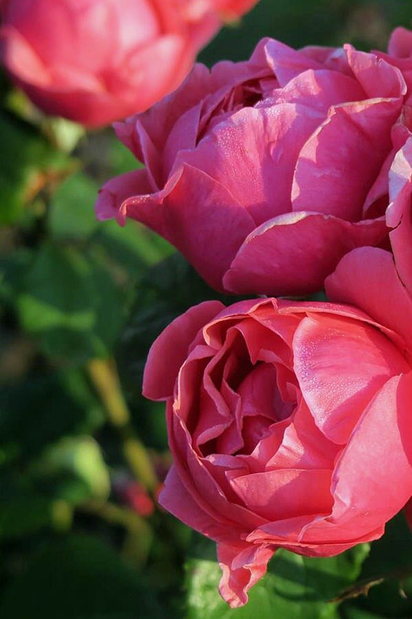 Rosen Mit Adr Siegel Robust Und Bluhfreudig Ndr De Ratgeber