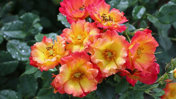 ADR-Rose 2018: Summer of Love (Kleinstrauchrose, gelbe Mitte, zum Rand leuchtend rote Blüte). © NDR Foto: Dr. Burkhard Spellerberg