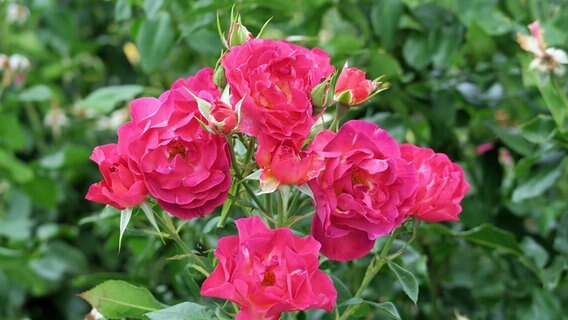 Rosen Mit Adr Siegel Robust Und Bluhfreudig Ndr De Ratgeber