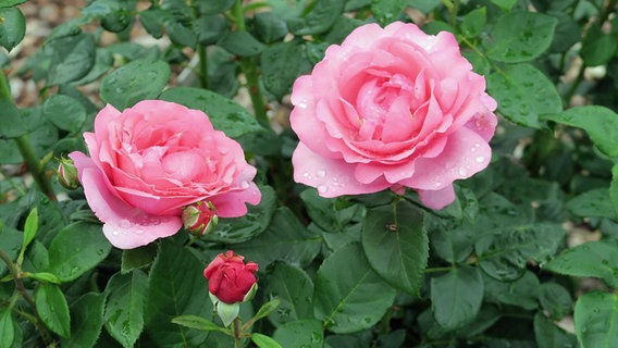 ADR-Rose 2018: Desirée (Beetrose, rosa Blüte, gefüllt und mittel duftend). © NDR Foto: Dr. Burkhard Spellerberg