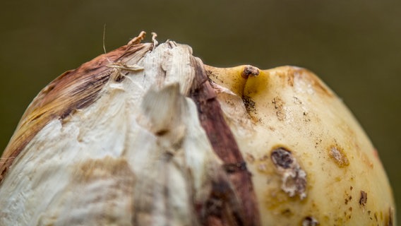 Eine Allium-Zwiebel © NDR Foto: Udo Tanske
