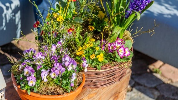 In zwei Pflanzgefäßen wachsen Primeln, Hornveilchen und andere Frühblüher © NDR Foto: Udo Tanske