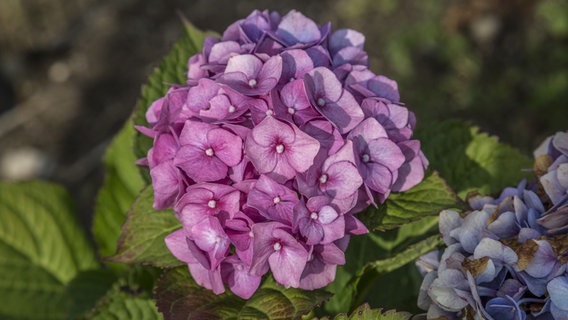 eine violett blühende Hortensie © NDR Foto: Udo Tanske
