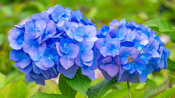 Bauernhortensie mit blau gefärbten Blüten © imago images / Imaginechina-Tuchong 