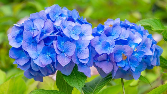 Farmer's hydrangea with blue flowers © imago images / Imaginechina-Tuchong 