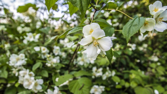 Weiß blühender Bauernjasmin © jessicahyde Foto: PantherMedia