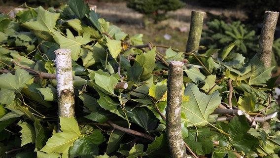 Birkenstämme stützen Äste und Zweige, die zwischen den Stämmen aufgehäuft sind © NDR Foto: Udo Tanske