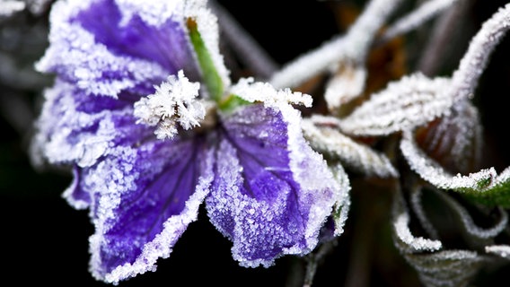Mit Eis überzogene Blüte © imago images / Panthermedia 